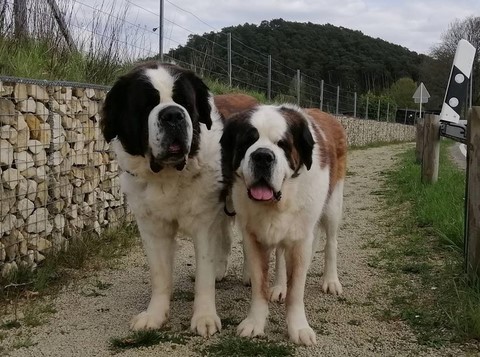 Jayant & Jaya vom Haselrecht 30/04/2021 Mein Bruder Jayant und mich