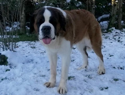 Mayerling des Coteaux Lauragais