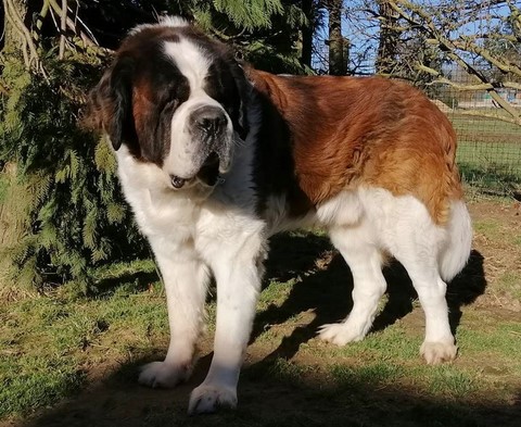 Jayant vom Haselrecht 8½ Jahre Alt