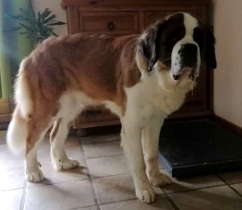 Mayerling des Coteaux Lauragais