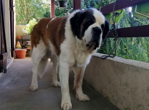 Jaya vom Haselrecht 10 Jahre alt