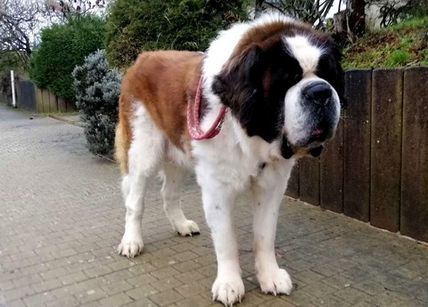 Jayant vom Haselrecht