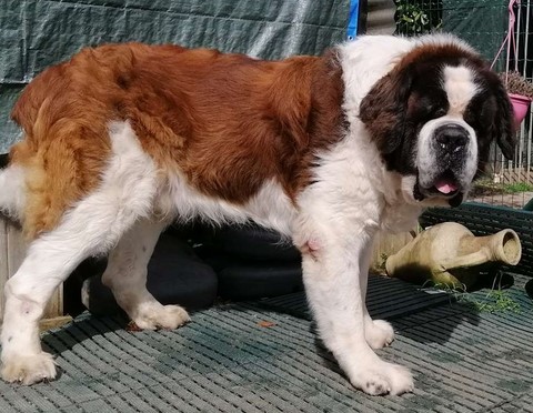 Jayant vom Haselrecht