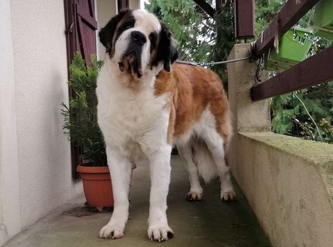 Lara vom Haselrecht 9 Jahre alt