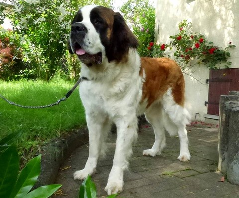 Olyana vom Haselrecht