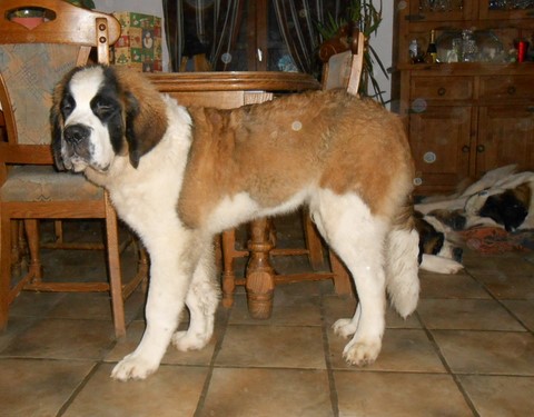 Jayant vom Haselrecht 5 M.