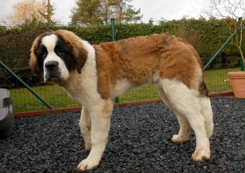 Jayant vom Haselrecht