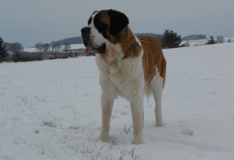 Ursina (Sina) von den Grossen Strolchen