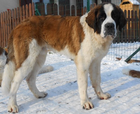 Jayant vom Haselrecht