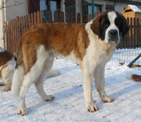 Jayant vom Haselrecht 6 M.