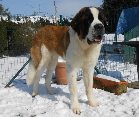 Jayant vom Haselrecht 7½ M.