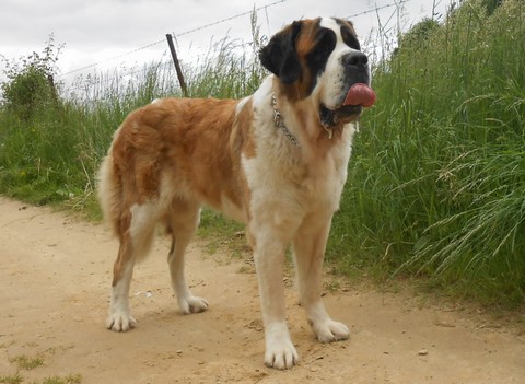 Ursina (Sina) von den Grossen Strolchen