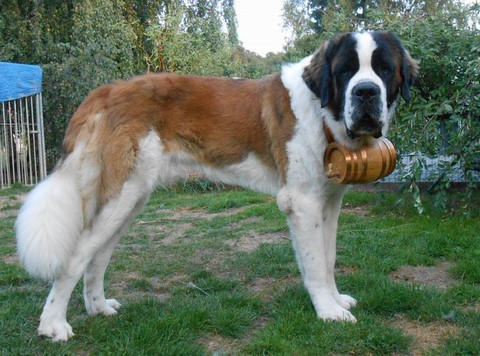 Jayant vom Haselrecht