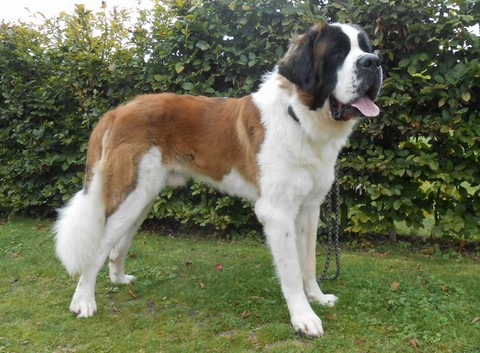 Jayant vom Haselrecht