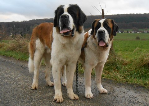 Jayant vom Haselrecht mit Mama Ursina von den Grossen Strolchen