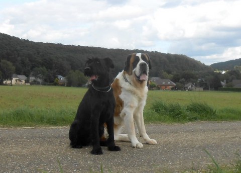 Mangi & Ursina (Sina) von den Grossen Strolchen