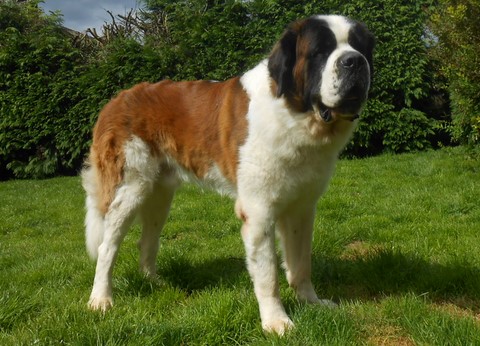 Jayant vom Haselrecht