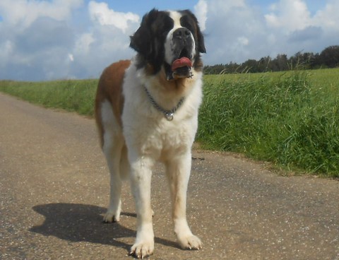 Jayant vom Haselrecht