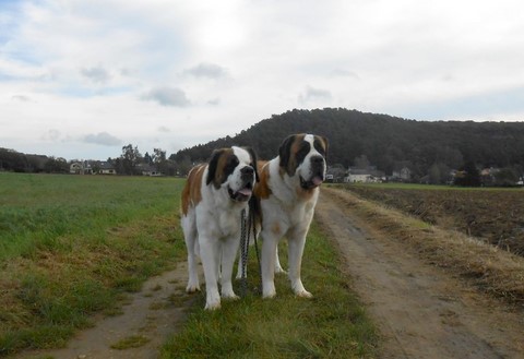 Jaya vom Haselrecht & Mama Ursina (Sina)