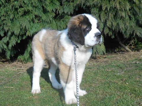 Layan vom Haselrecht