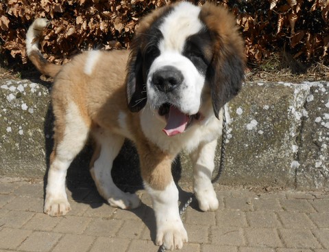 Layan vom Haselrecht