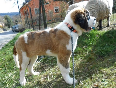 Layan vom Haselrecht