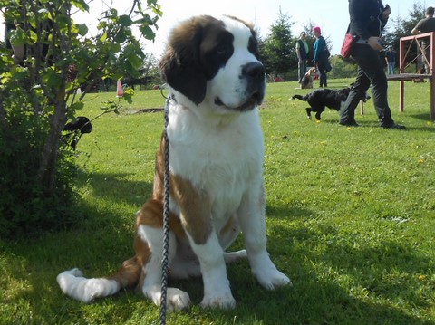 Layan vom Haselrecht