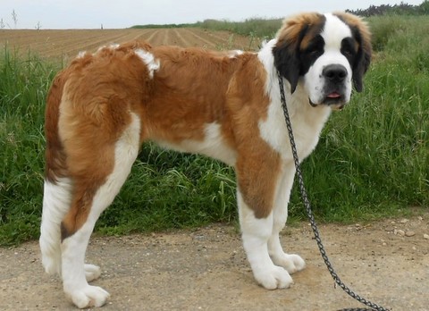 Layan vom Haselrecht 5 M.