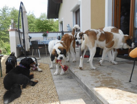 Layan vom Haselrecht