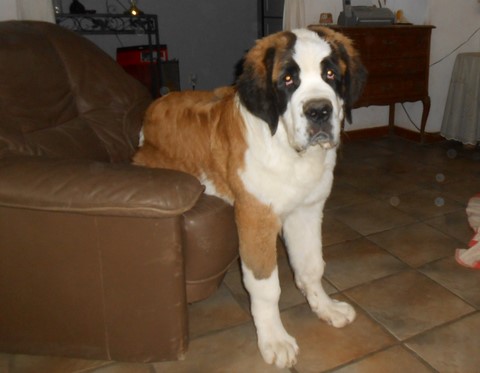 Layan vom Haselrecht 5 M.