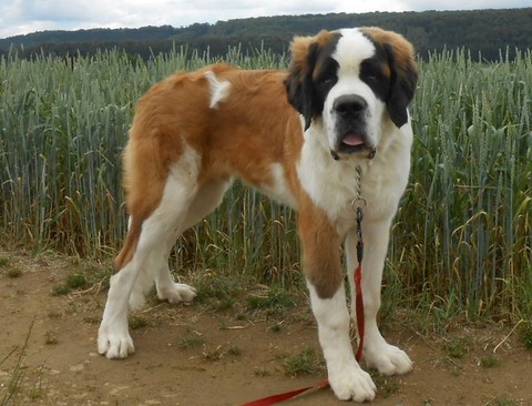 Layan vom Haselrecht 6 M.