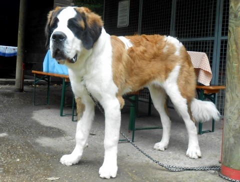 Layan vom Haselrecht