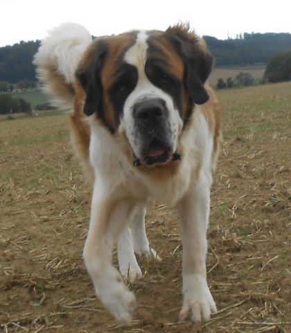 Ursina (Sina) von den Grossen Strolchen