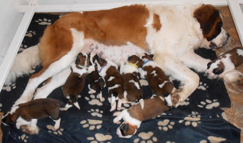 Bébés Licia - Jayant