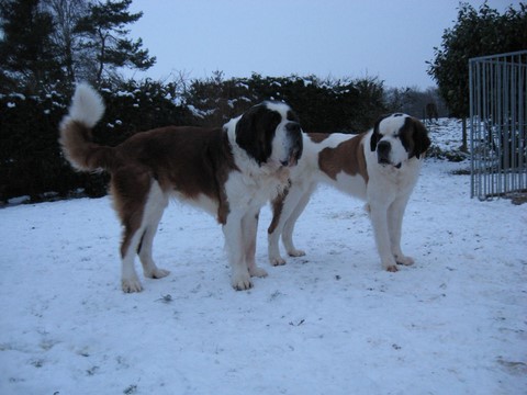 Gizmo, Xionara 04.12.10