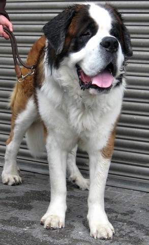 Weinfest Grévenmacher 2010