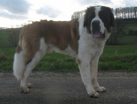 Jayant vom Haselrecht