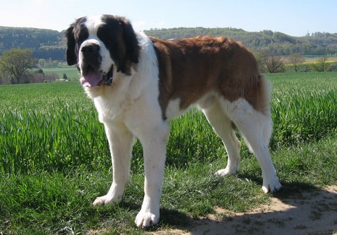 Jayant vom Haselrecht