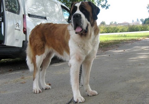 Ursina v d Grossen Strolchen