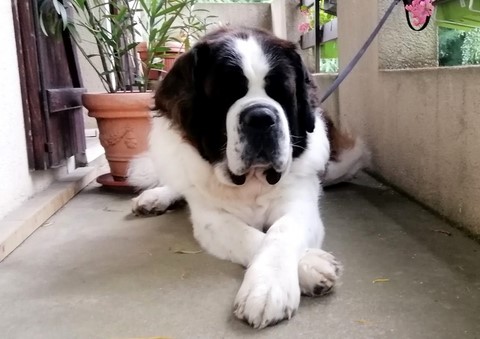 Jayant vom Haselrecht 8 ans