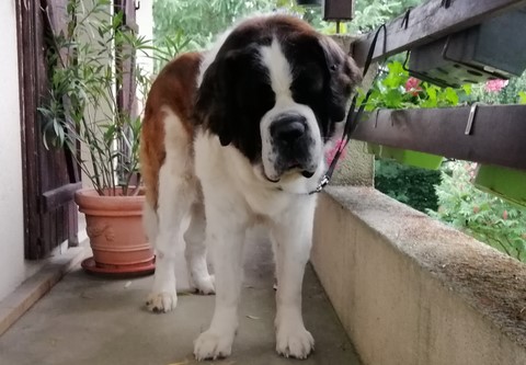 Jayant vom Haselrecht 8 Jahre