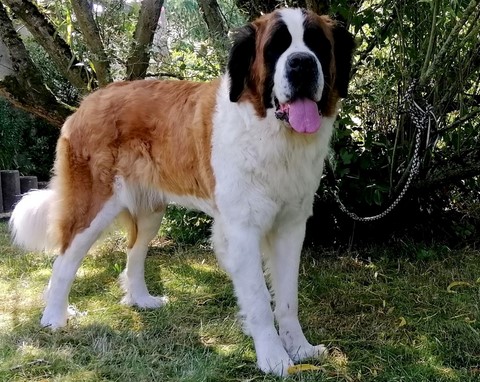 Opale vom Haselrecht