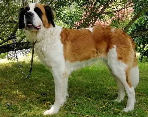 Orchidée vom Haselrecht