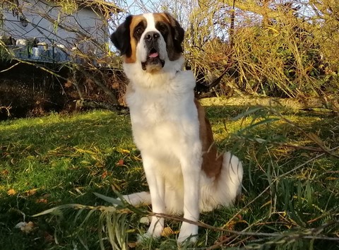 Orchidée vom Haselrecht