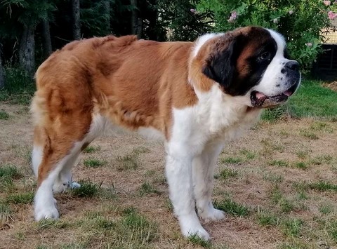 Mayerling des Coteaux Lauragais