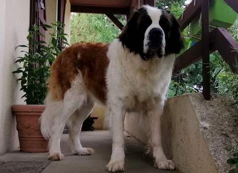 Olyana vom Haselrecht