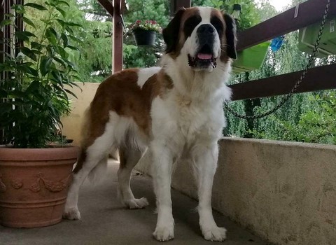 Orchidée vom Haselrecht