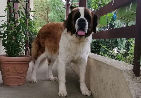 Opale vom Haselrecht