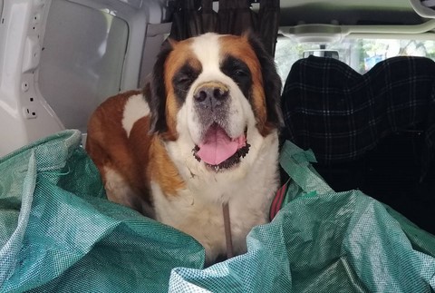 Orchidée vom Haselrecht