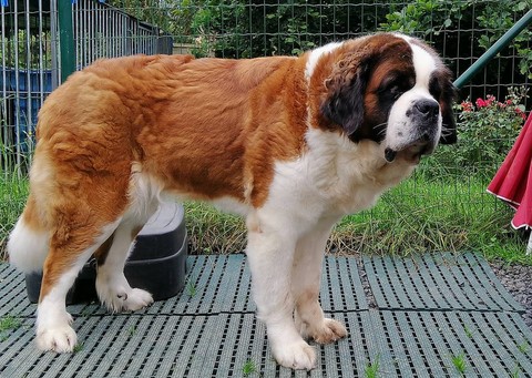 Mayerling des Coteaux Lauragais